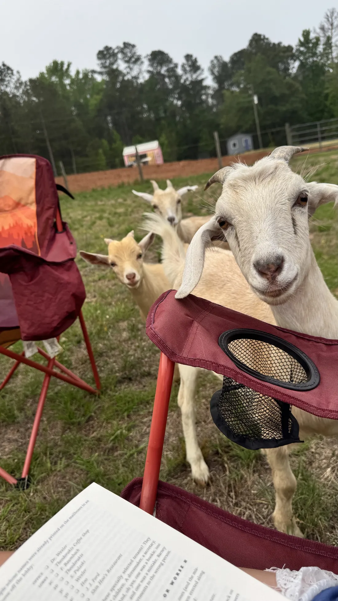 Two goats stopping by