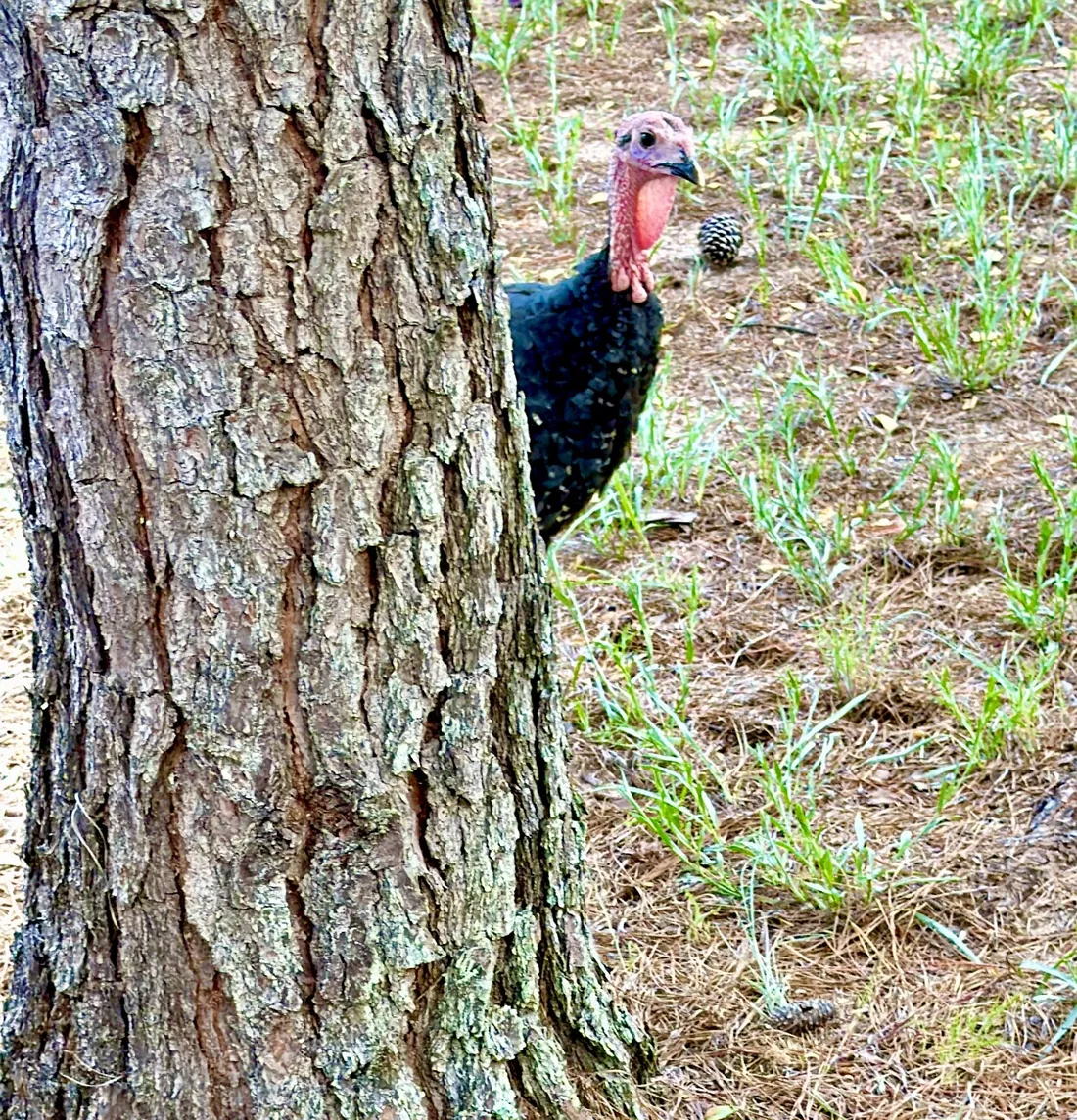 A turkey named Tofu