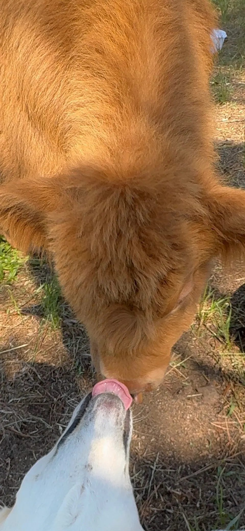 A Highland calf nose to nose with the farm dog