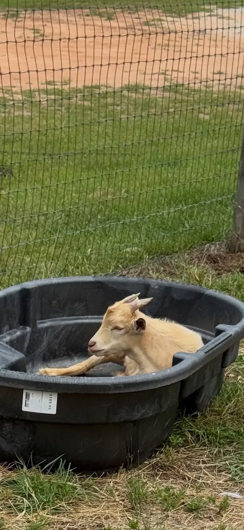 Gravy the baby goat in the tub