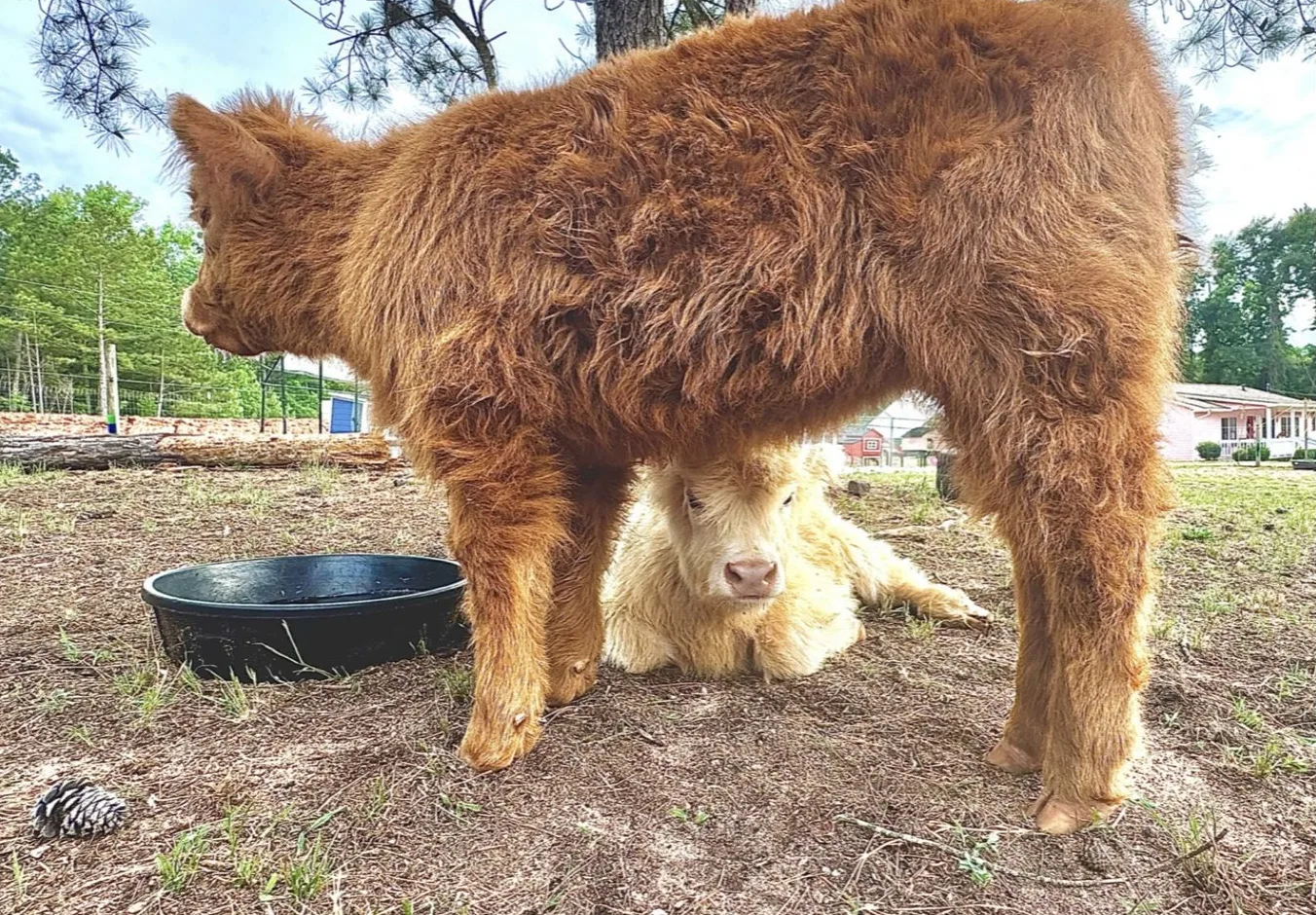 Marshmallow and Moonpie, the Highland babies