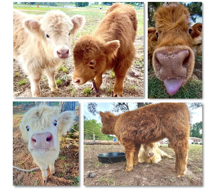 Marshmallow and Moonpie, two fluffy Highland calves, in four photos