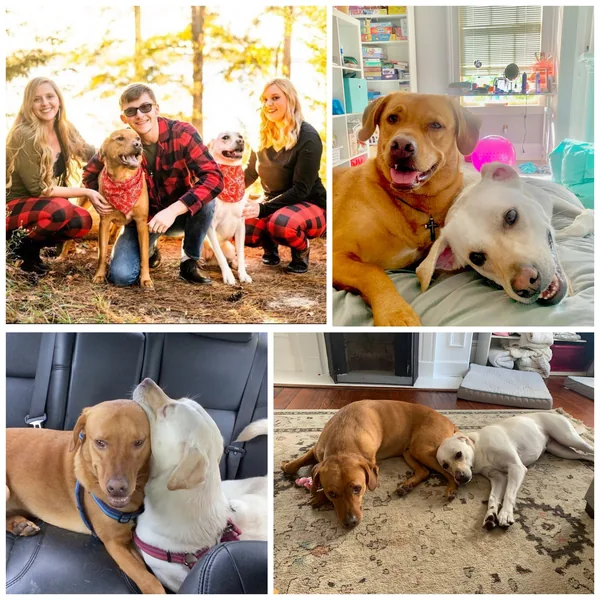 Austen and Atticus, two golden dogs, with the family in four photos