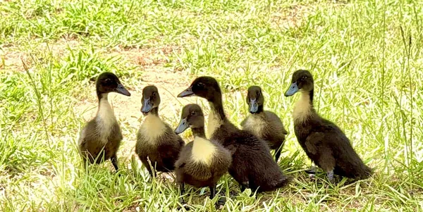 Six Black Swedish ducklings sitting together on the grass