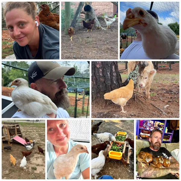 The hens and chicks of Feather Valley with Ms. and Mr. Darlin', in a collage