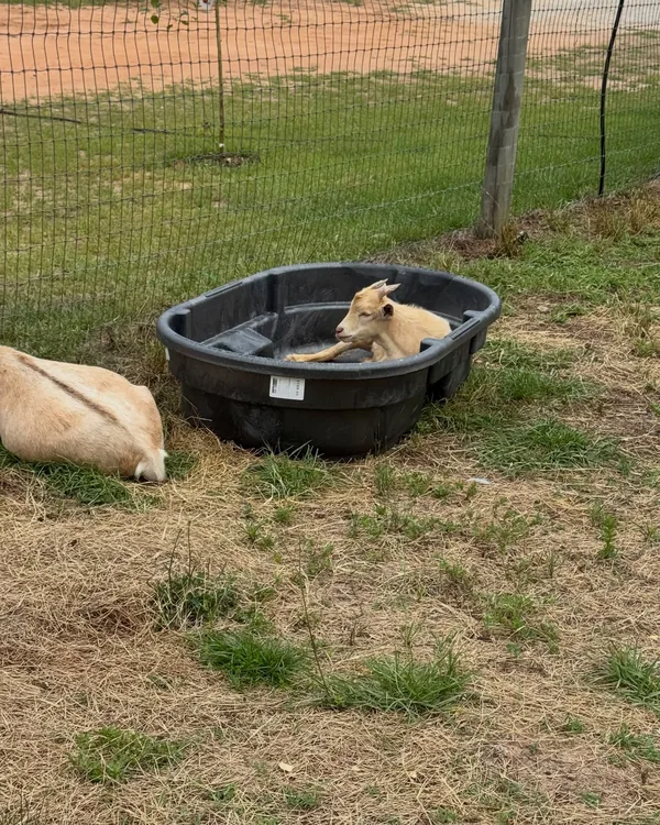Gravy, the baby goat, lying in a black tub in the pasture