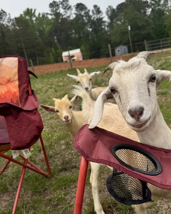 Ms. Honey, a white Nigerian dwarf goat, standing on a camp chair