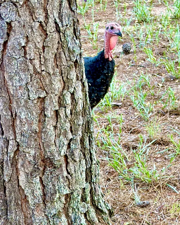 Tofu the turkey peering out from behind a pine tree